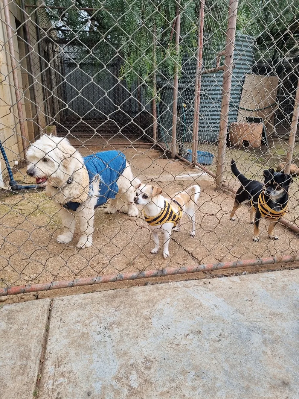 Kellmann Kennels - South Australia pet otel görseli 2