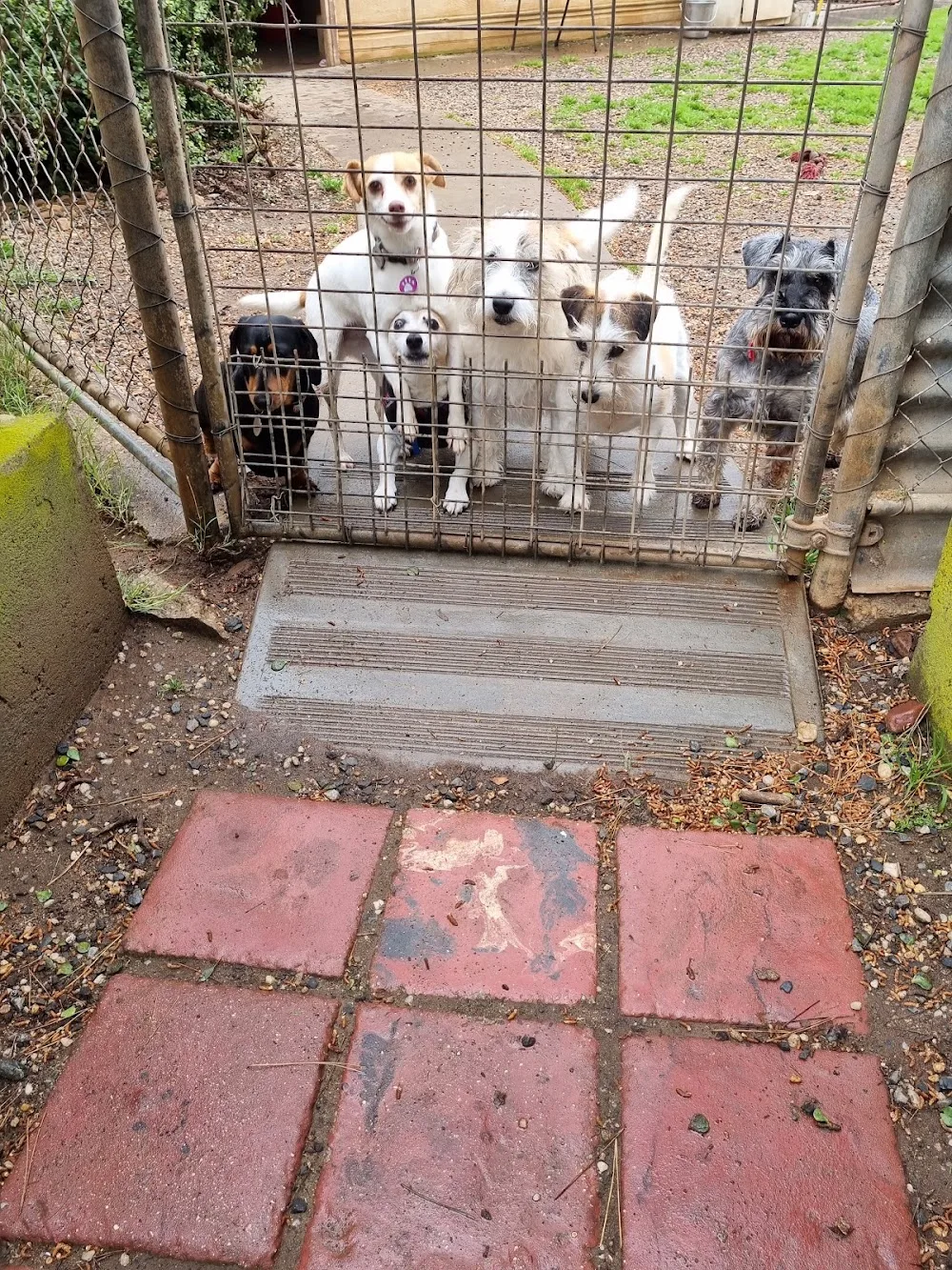 Kellmann Kennels - South Australia pet otel görseli 3