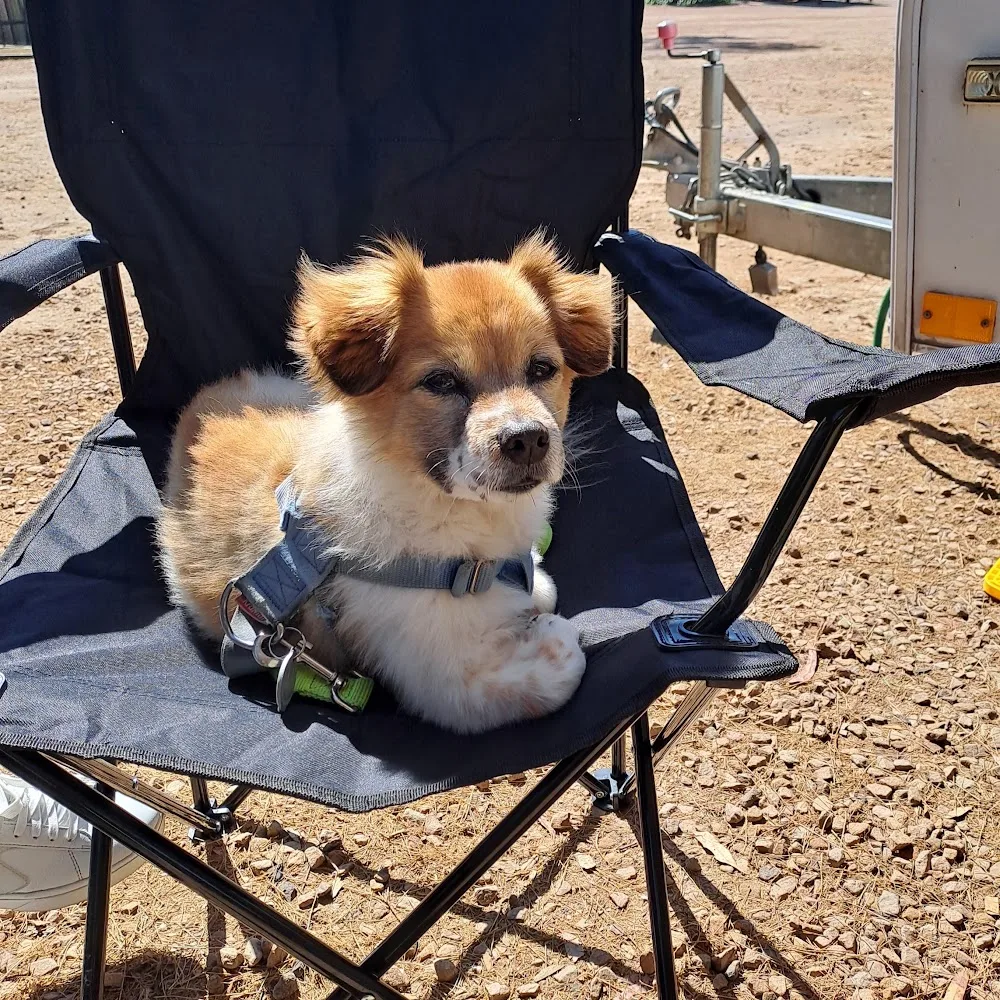 Kip Adelaide North Cat & Dog Boarding - South Australia pet otel görseli 5