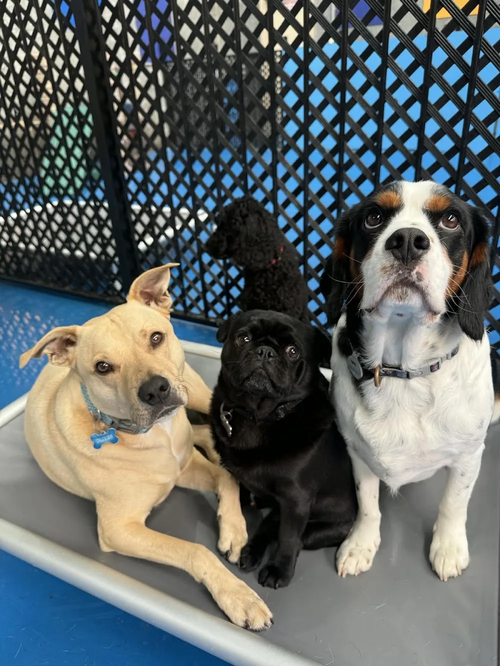 Kip Broadview Dog Daycare - South Australia pet otel görseli 3