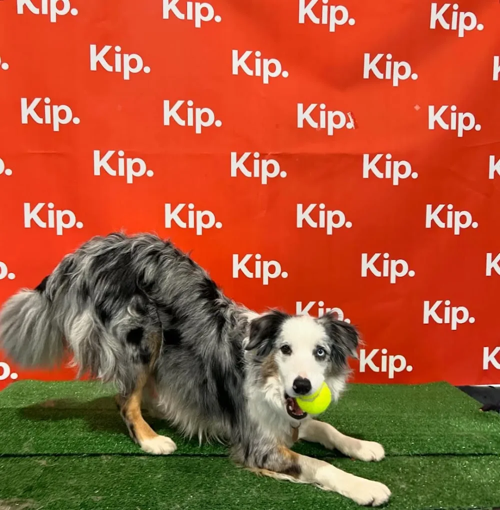 Kip West Hindmarsh Dog Daycare - South Australia pet otel