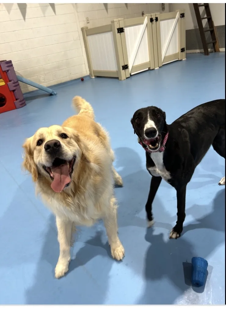 Kip West Hindmarsh Dog Daycare - South Australia pet otel görseli 3