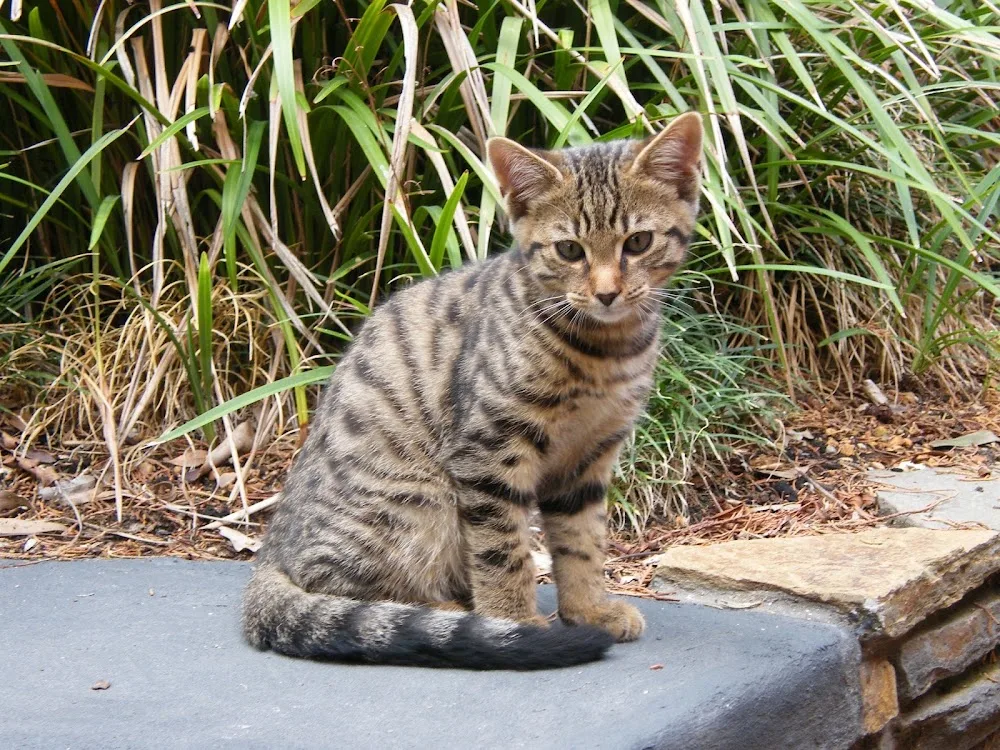 Lucky Lodge & Scraps Garden Boarding Cattery - South Australia pet otel görseli 2