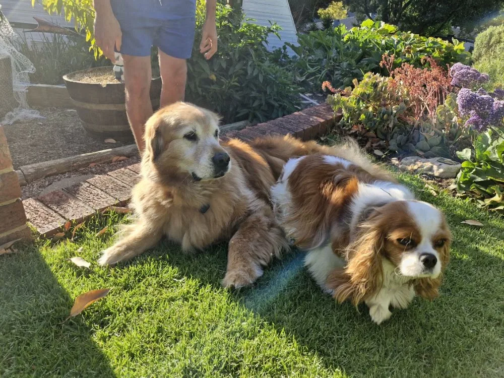 Misha Dogcare - South Australia pet otel görseli 2