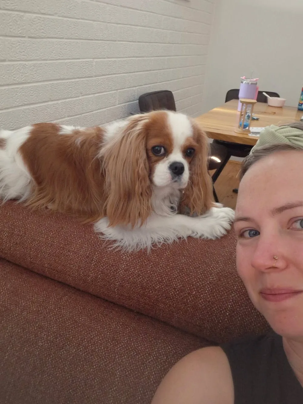 Misha Dogcare - South Australia pet otel görseli 3