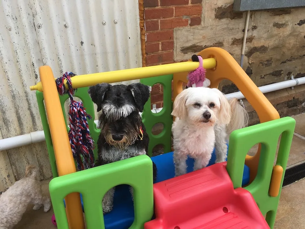Pampered Pets Resort - South Australia pet otel görseli 3