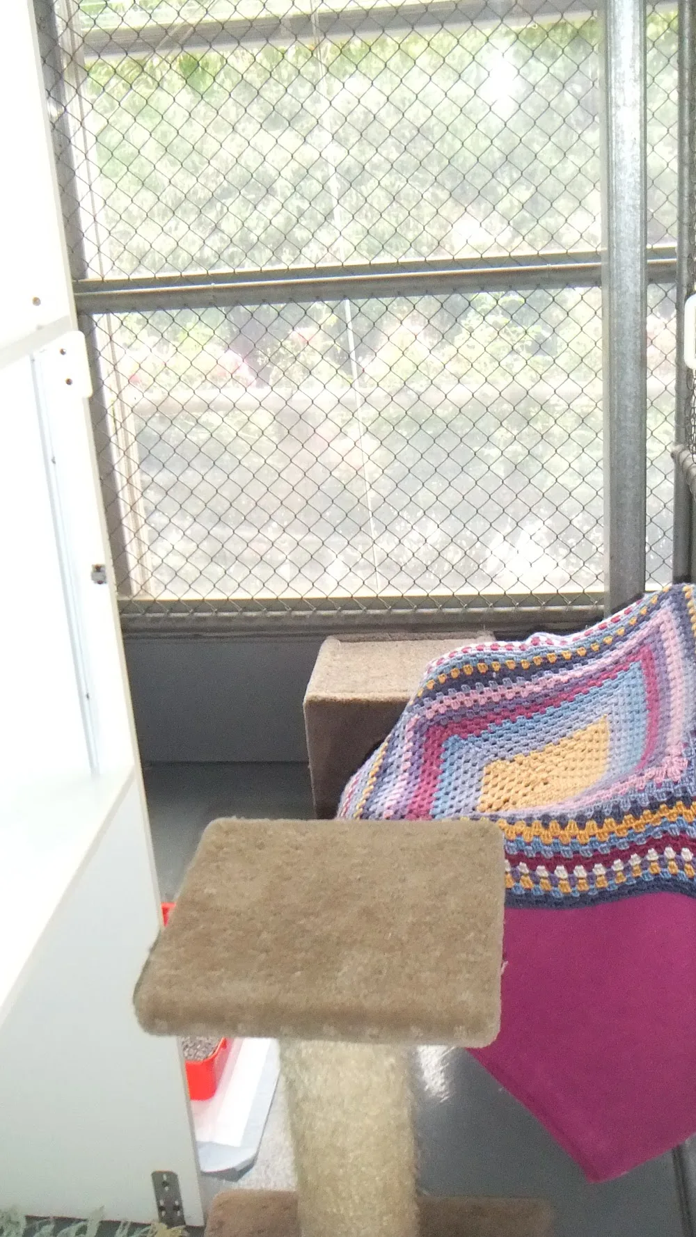 Paws-A-While Boarding Cattery - South Australia pet otel görseli 3