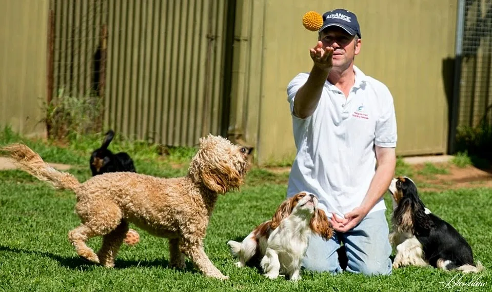 Petherton Park Kennels - South Australia pet otel görseli 3