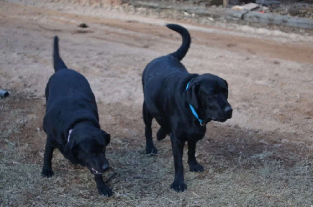 Riverland Boarding Kennels - South Australia pet otel görseli 2