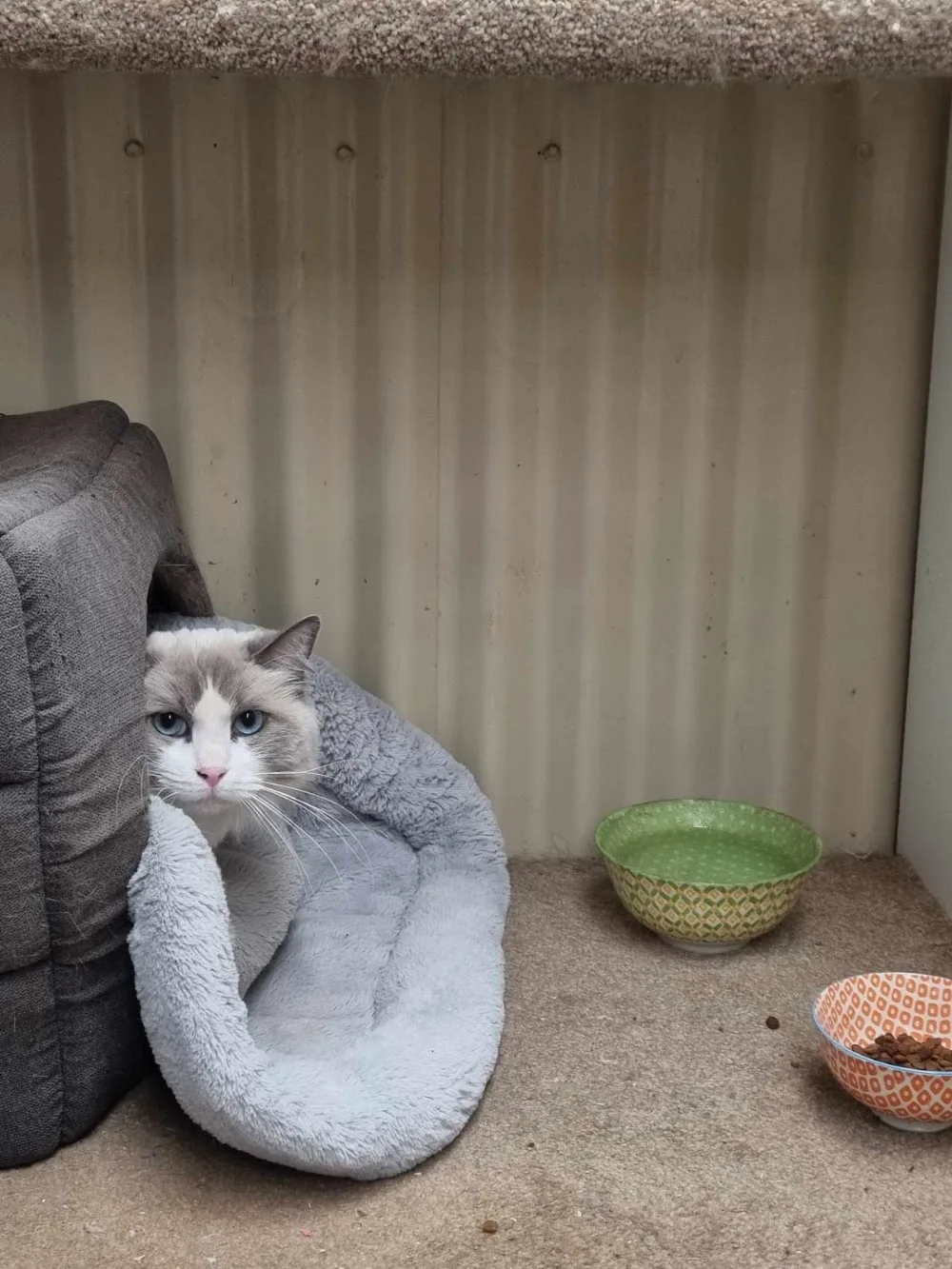 The Purrfect Cattery - South Australia pet otel görseli 2