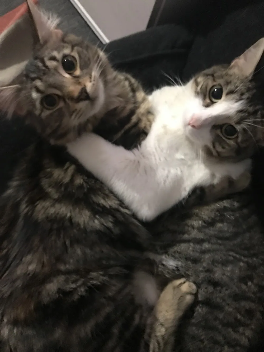 The Purrfect Cattery - South Australia pet otel görseli 3