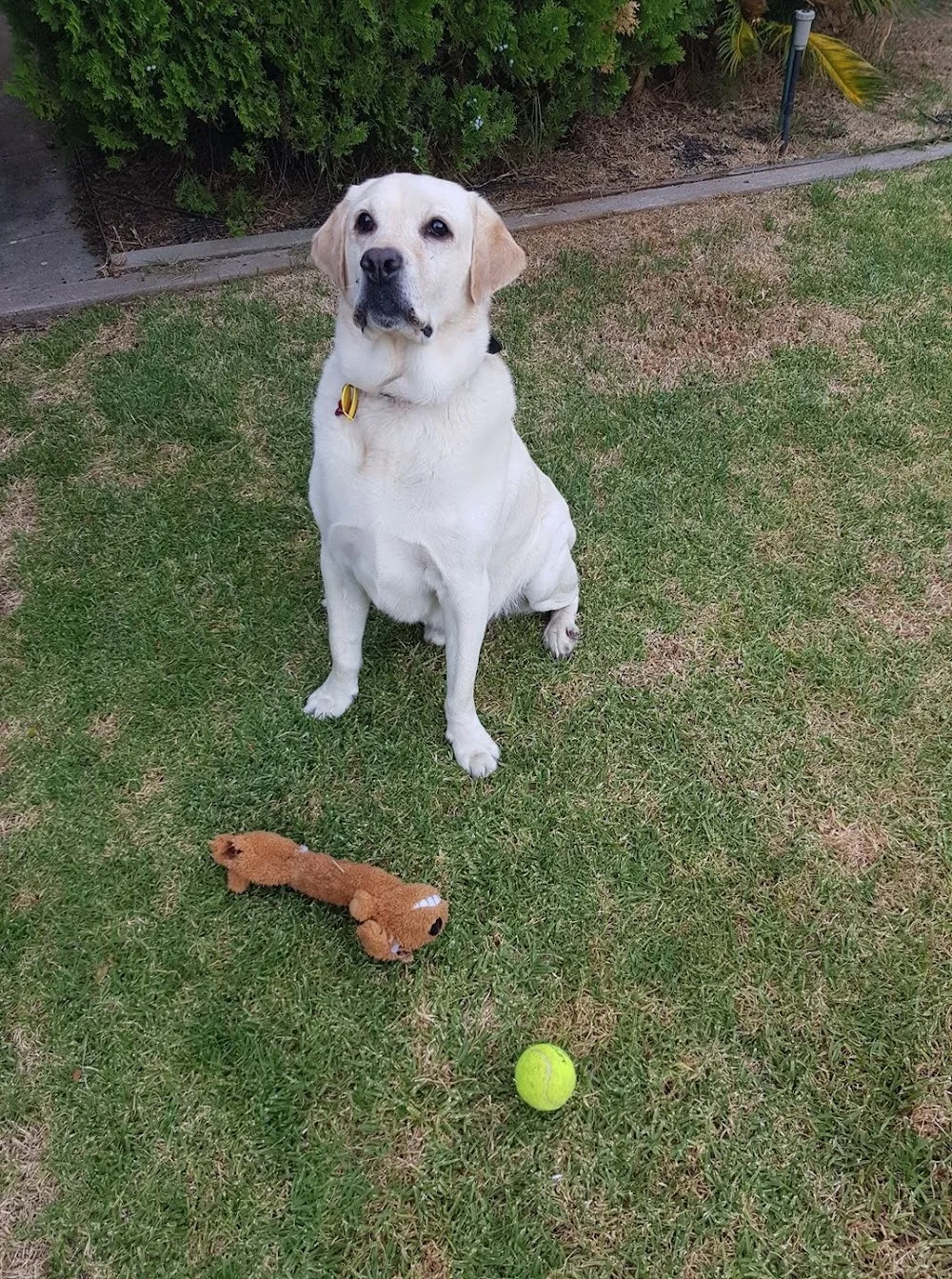 Tiptree Kennels - South Australia pet otel görseli 2