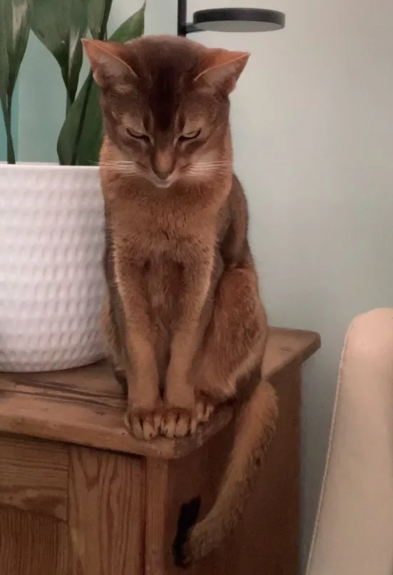 Top Cat Boarding - Mount Barker - South Australia pet otel