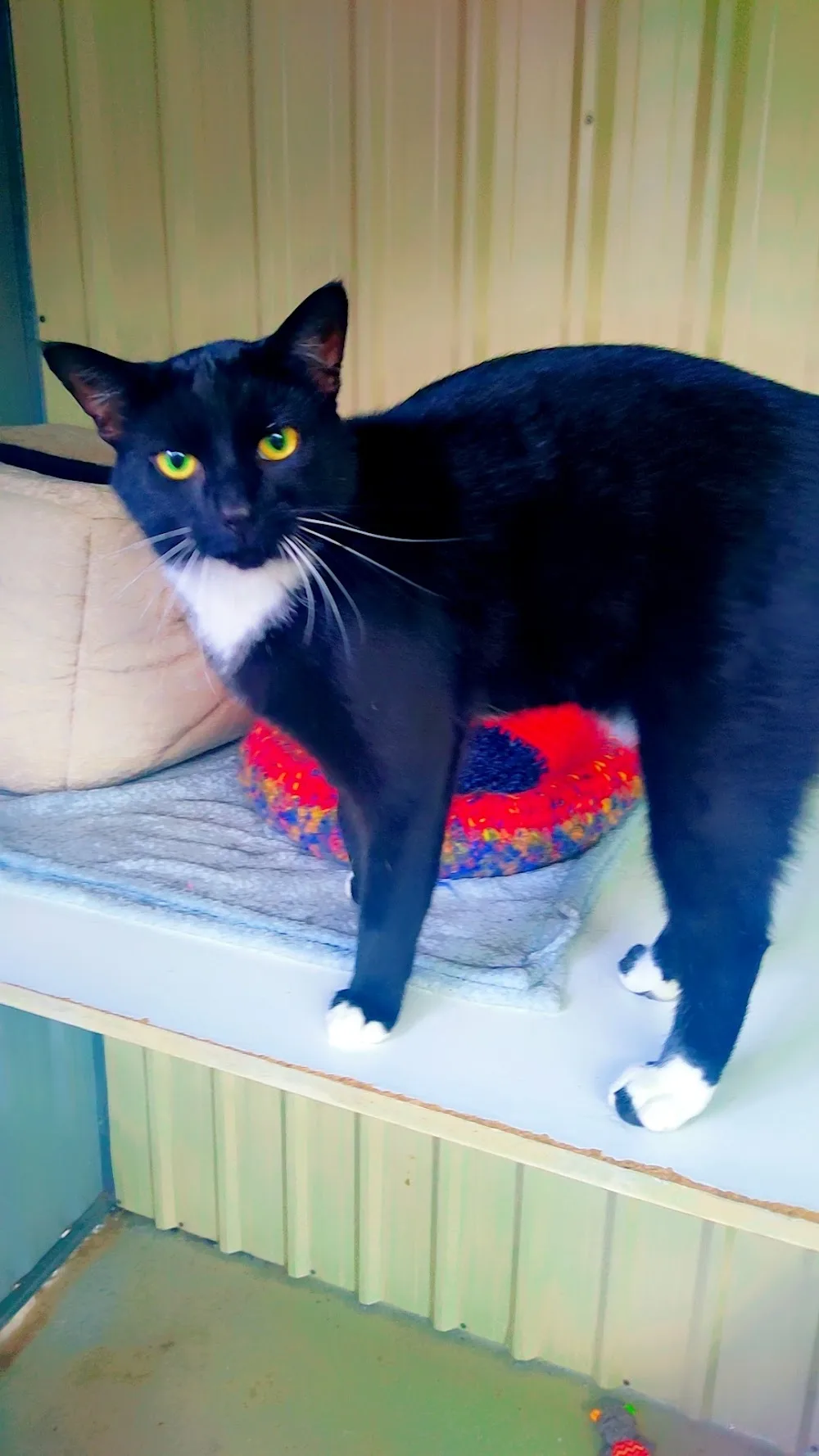 Woodside Boarding Cattery - South Australia pet otel görseli 2