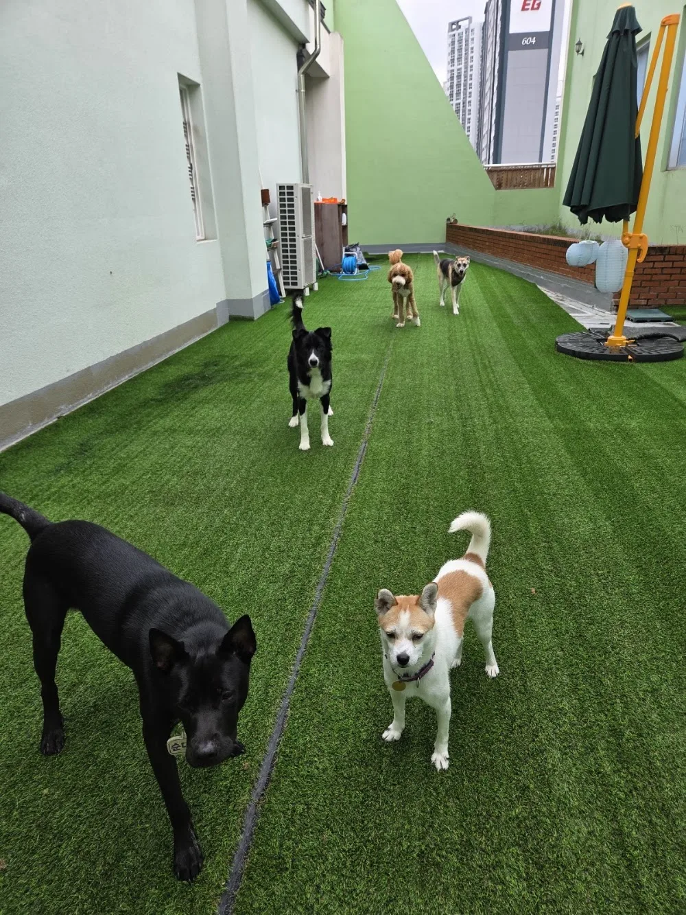 FURRYTAIL Daycare | Pet Hotel for big dog - South Chungcheong pet otel