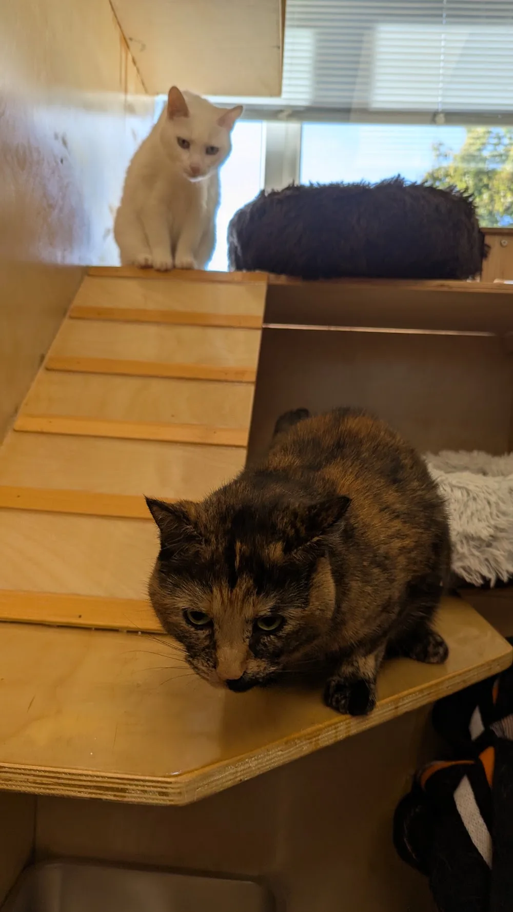 Purrfect Cat Boarding - South Greenwood pet otel görseli 3