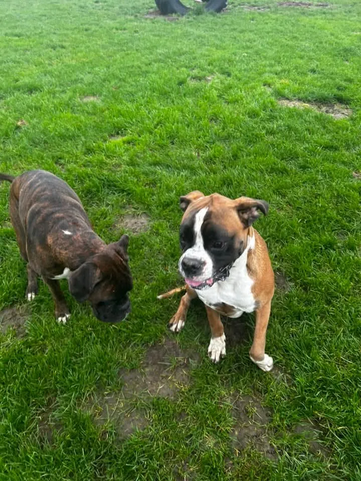 Dierenpension De Lindehoeve - South Holland pet otel