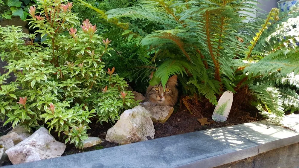 Kattenpension De Gelaarsde Kat - South Holland pet otel görseli 3