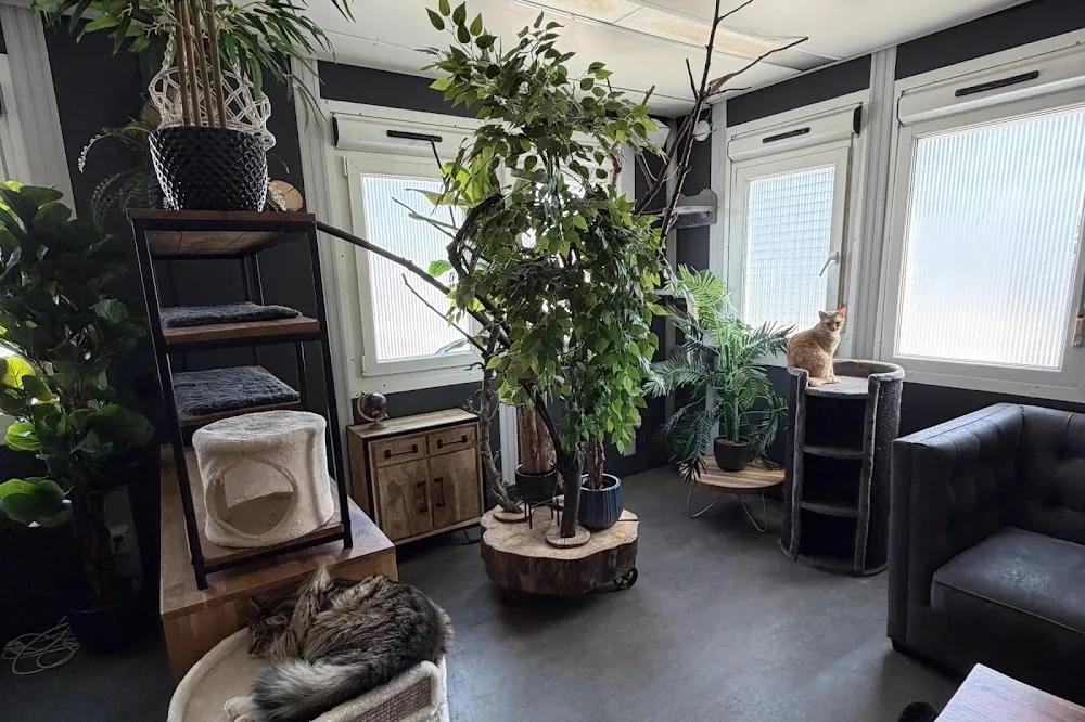 Special Cat Care & Hotel - South Holland pet otel