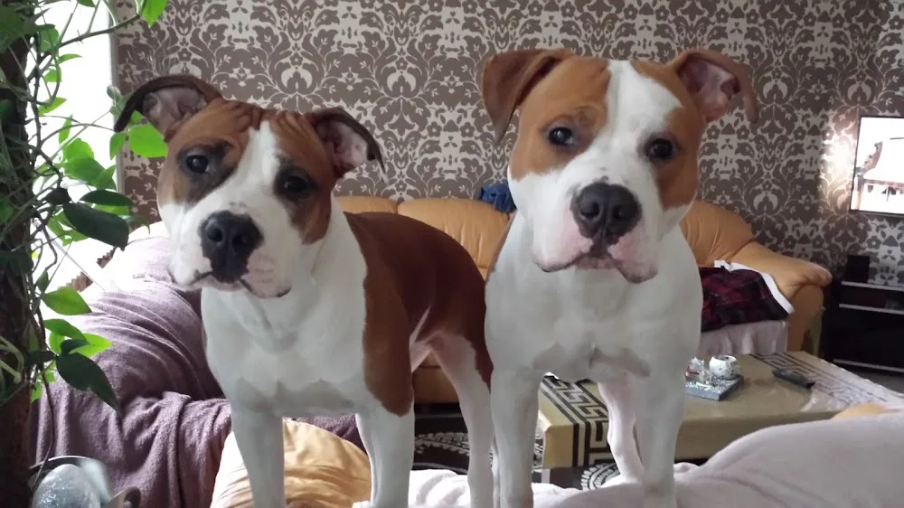 The Kids Best Frends - South Holland pet otel görseli 6