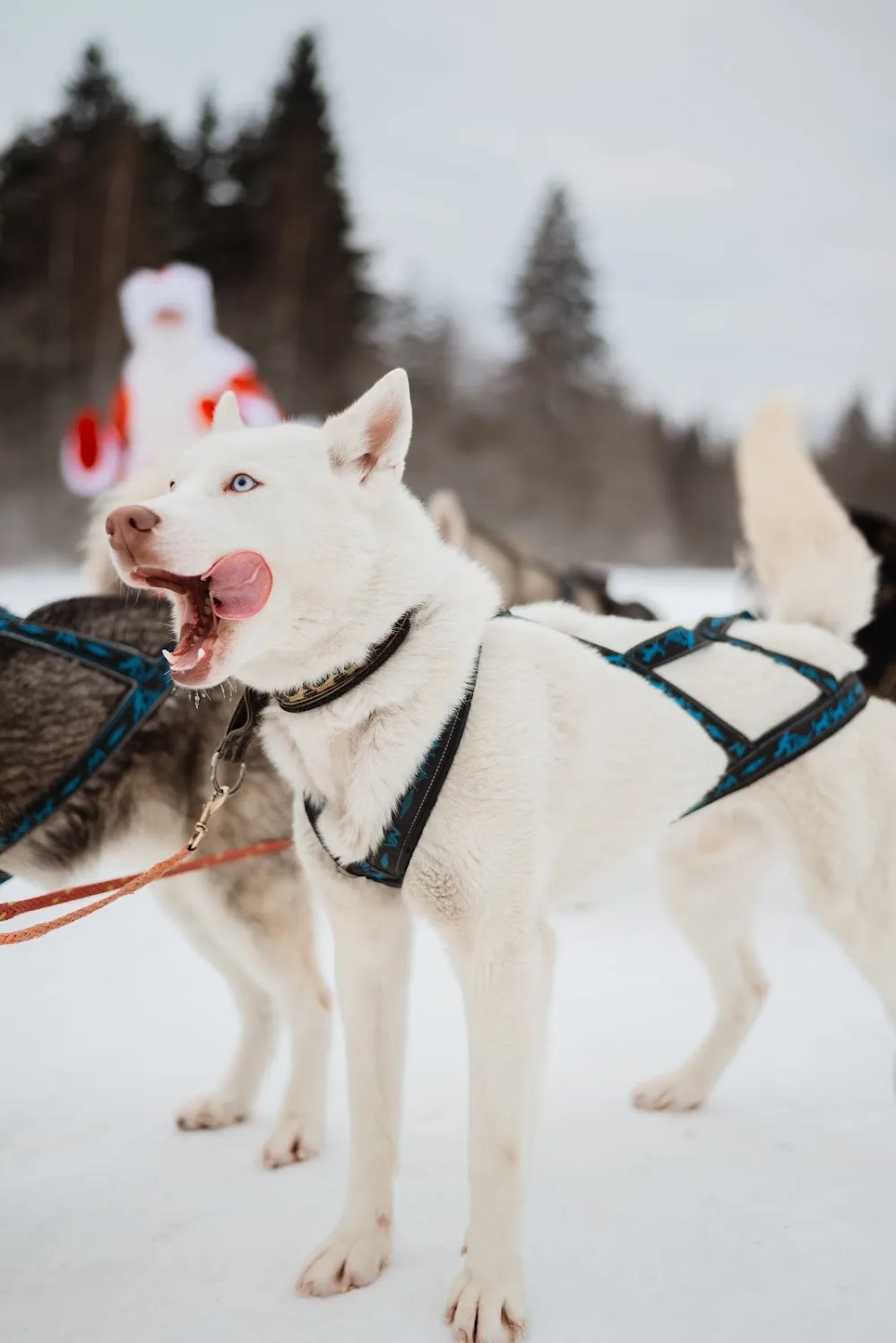 Pitomnik Khaski V Karelii, Belaya Runa. - South Karelia pet otel görseli 2