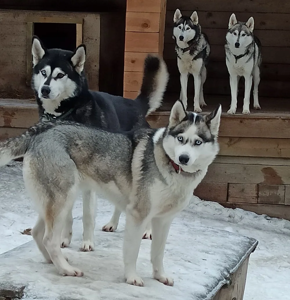 Prorider kennel. Хаски.Карелия - South Karelia pet otel görseli 3