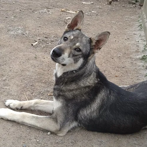 Tepkarin kennel - South Karelia pet otel