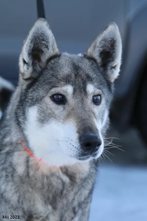 Tepkarin kennel - South Karelia pet otel görseli 3