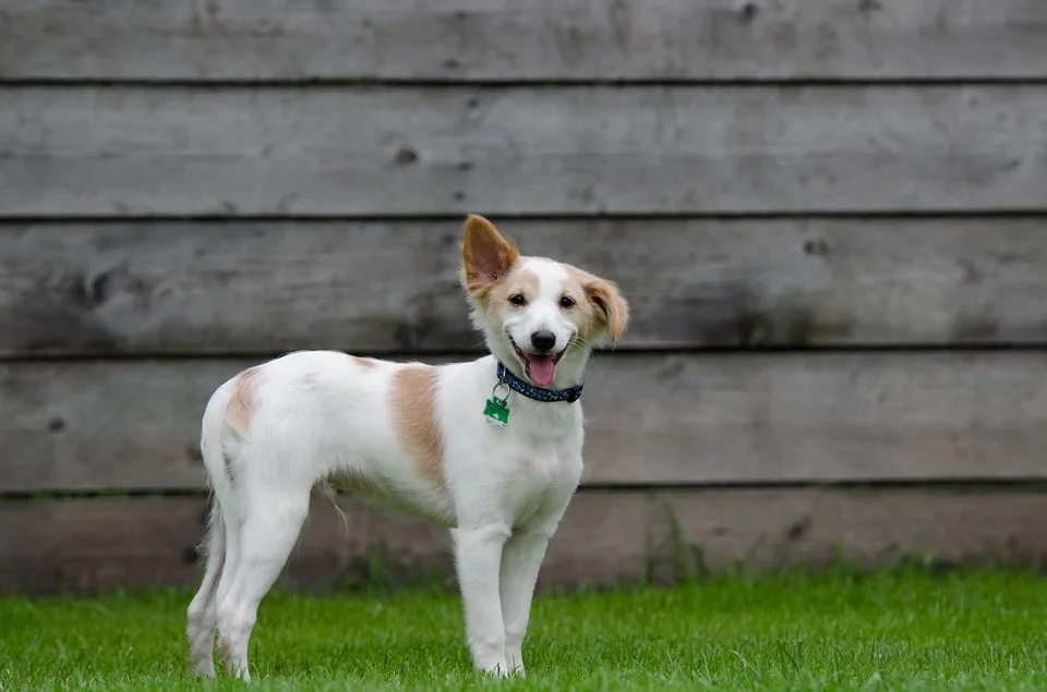 Bankhead Boarding Kennels - South Lanarkshire pet otel