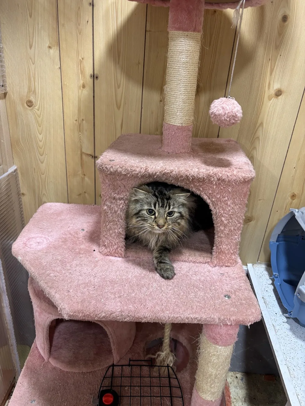 Castlehill boarding and cattery - South Lanarkshire pet otel görseli 3