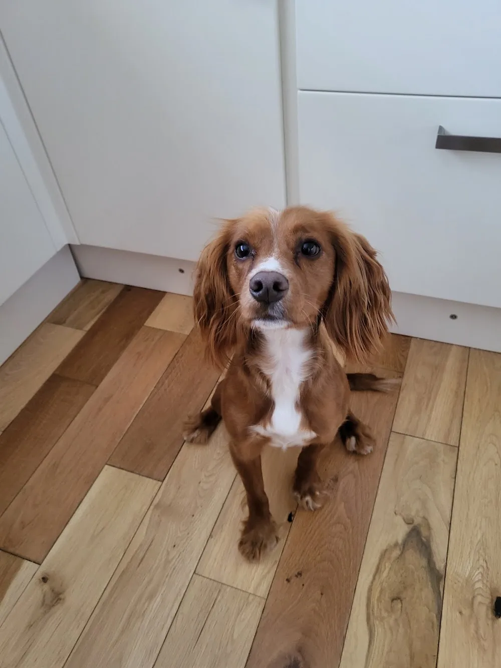 Cosy Glen Kennels & Cattery - South Lanarkshire pet otel
