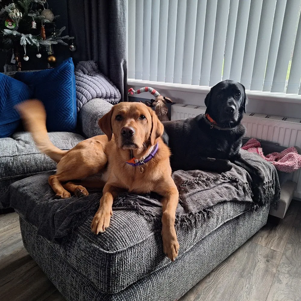 Cosy Glen Kennels & Cattery - South Lanarkshire pet otel görseli 4