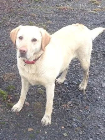 Viewfield Pet Hotel - South Lanarkshire pet otel