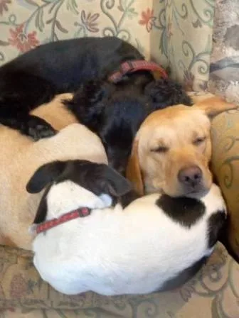Viewfield Pet Hotel - South Lanarkshire pet otel görseli 3