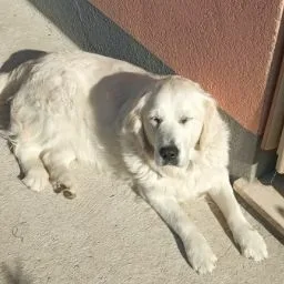 Allevamento cinofilo della Rosa Canina - pensione per cani - toelettatura per cani - South Tyrol pet otel görseli 4