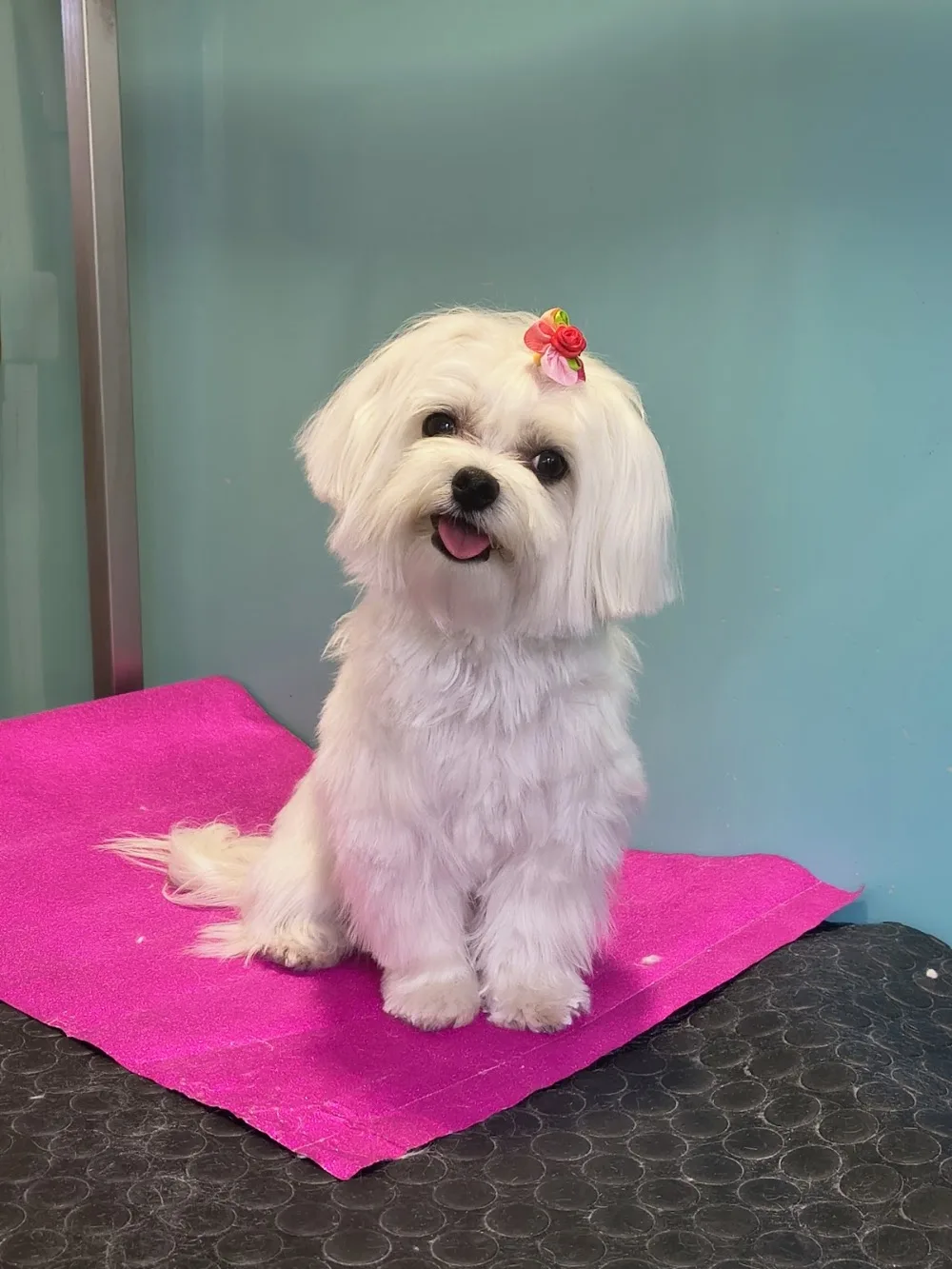 Allevamento cinofilo della Rosa Canina - pensione per cani - toelettatura per cani - South Tyrol pet otel görseli 7