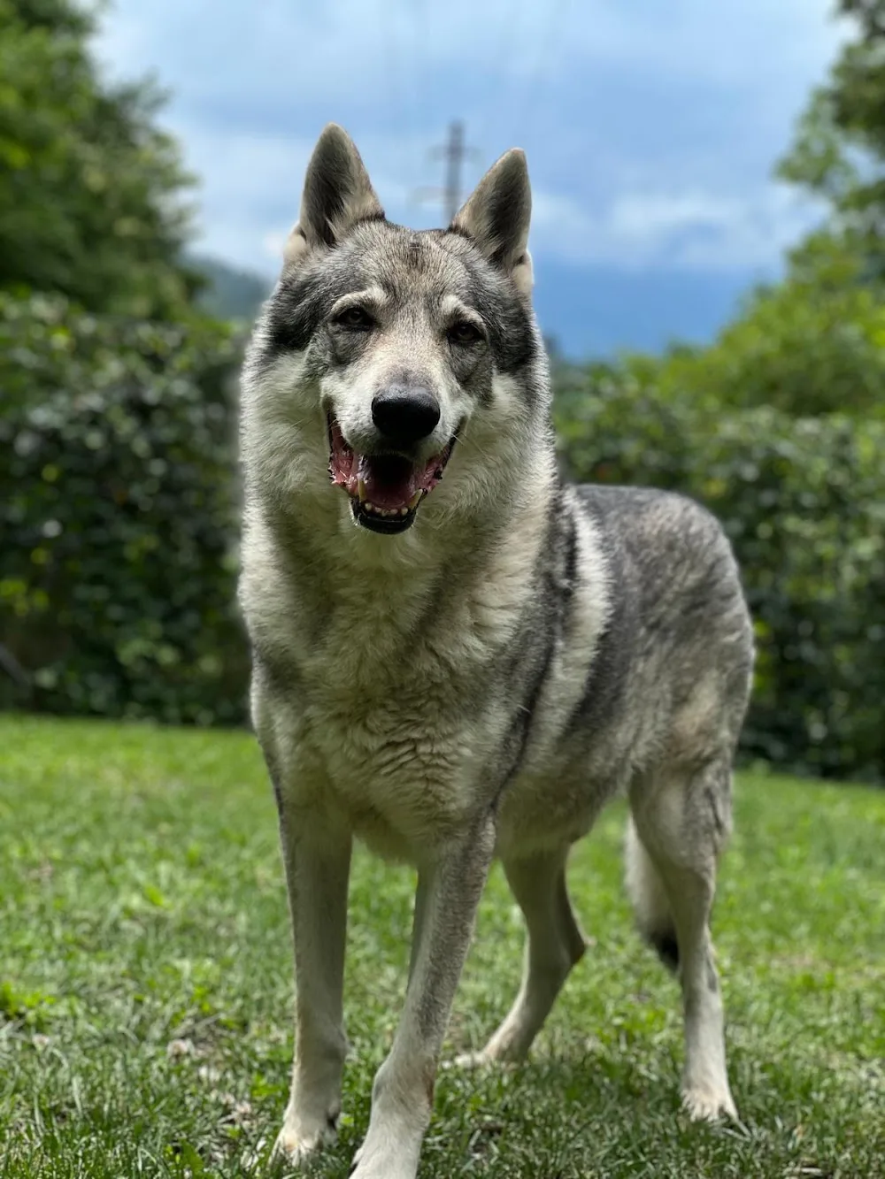 Bosco dell'Impero - South Tyrol pet otel