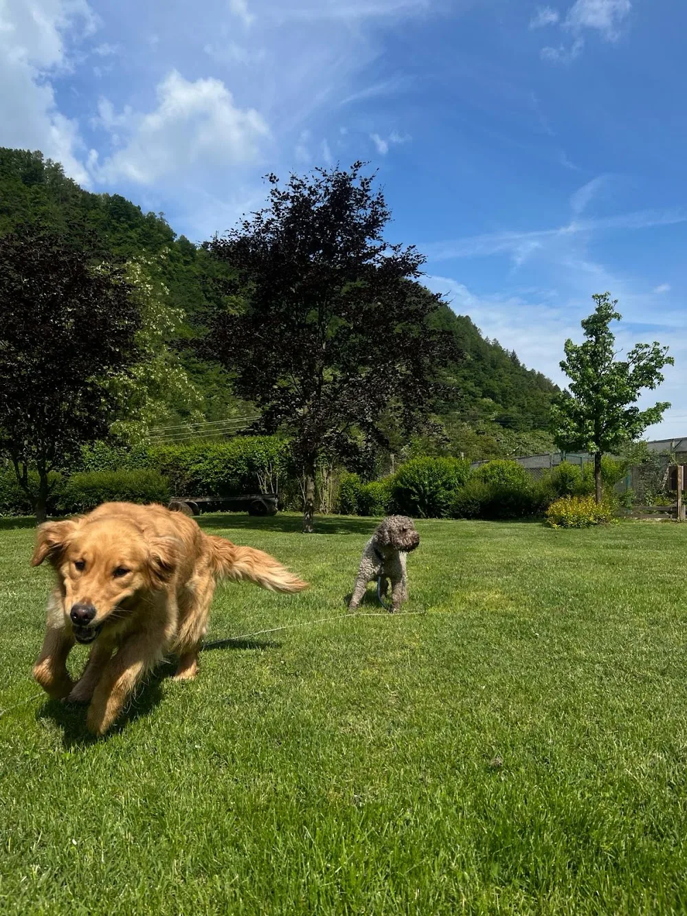 Bosco dell'Impero - South Tyrol pet otel görseli 7