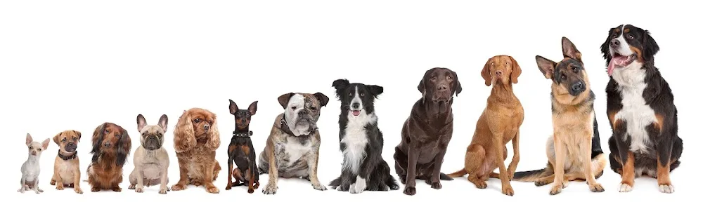 Pensione e toelettatura per Cani Dog Resort - South Tyrol pet otel
