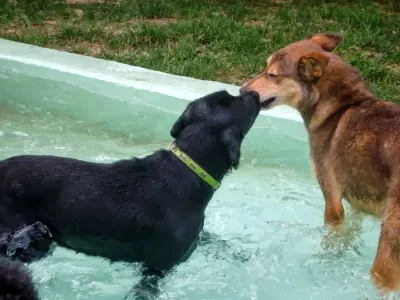 Pensione e toelettatura per Cani Dog Resort - South Tyrol pet otel görseli 3
