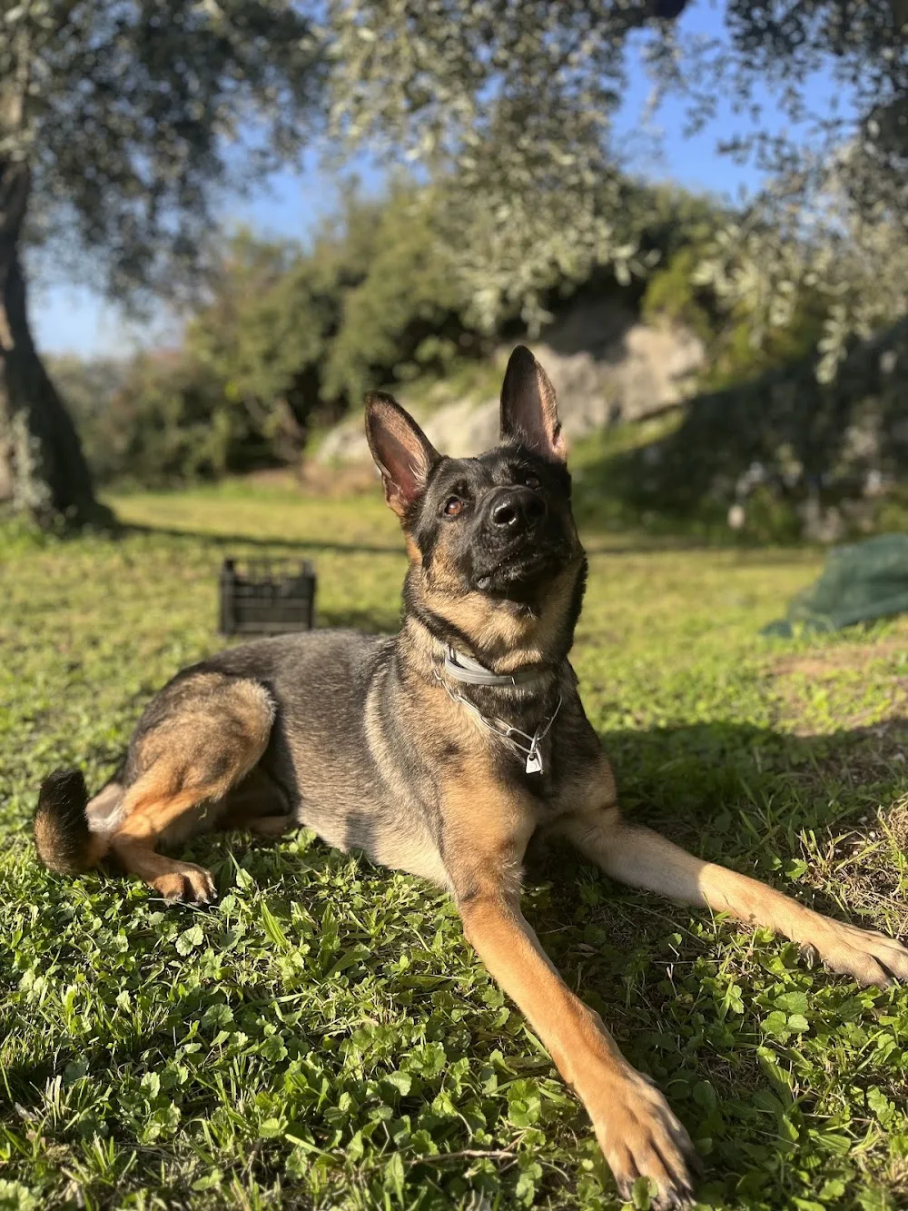 Pensione per cani easydog - addestramento cinofilo - allevamento “Ai Sorni” - South Tyrol pet otel