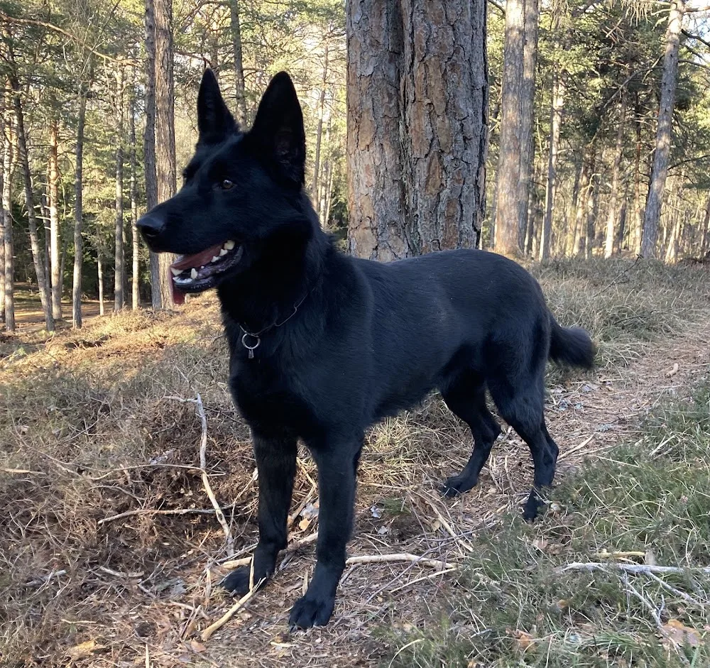 Pensione per cani easydog - addestramento cinofilo - allevamento “Ai Sorni” - South Tyrol pet otel görseli 7