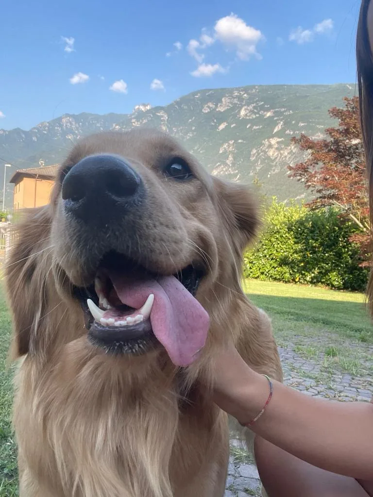 Pensione per cani - Rovereto - South Tyrol pet otel