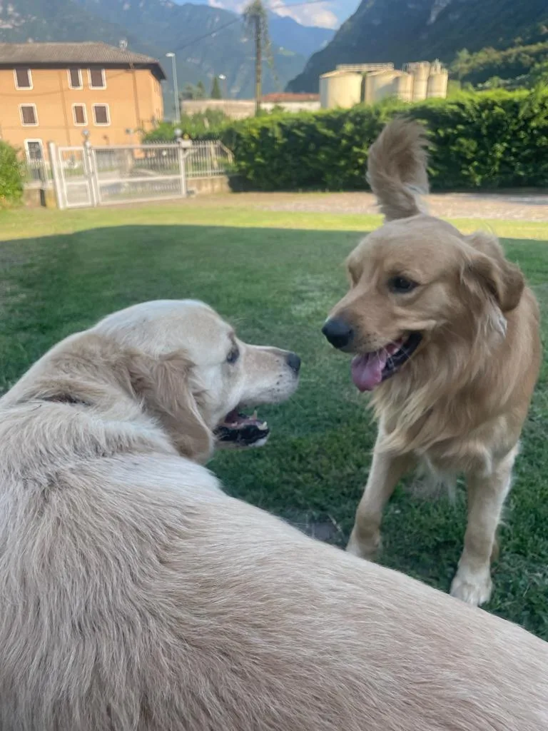 Pensione per cani - Rovereto - South Tyrol pet otel görseli 6