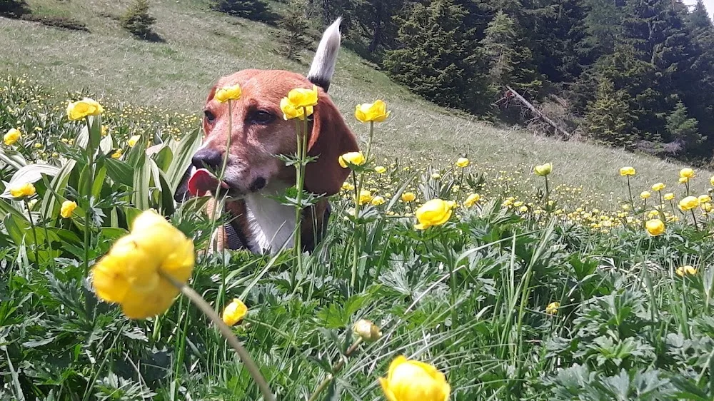 Pensione per cani Ultimo - Haus der Hunde - South Tyrol pet otel