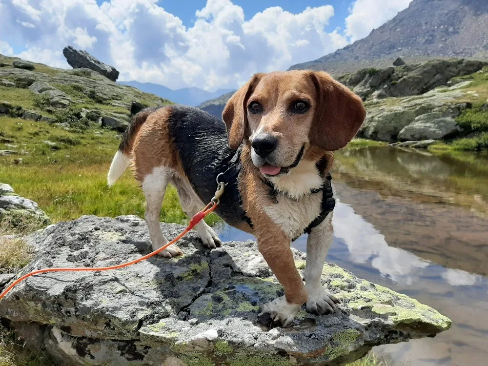 Pensione per cani Ultimo - Haus der Hunde - South Tyrol pet otel görseli 3