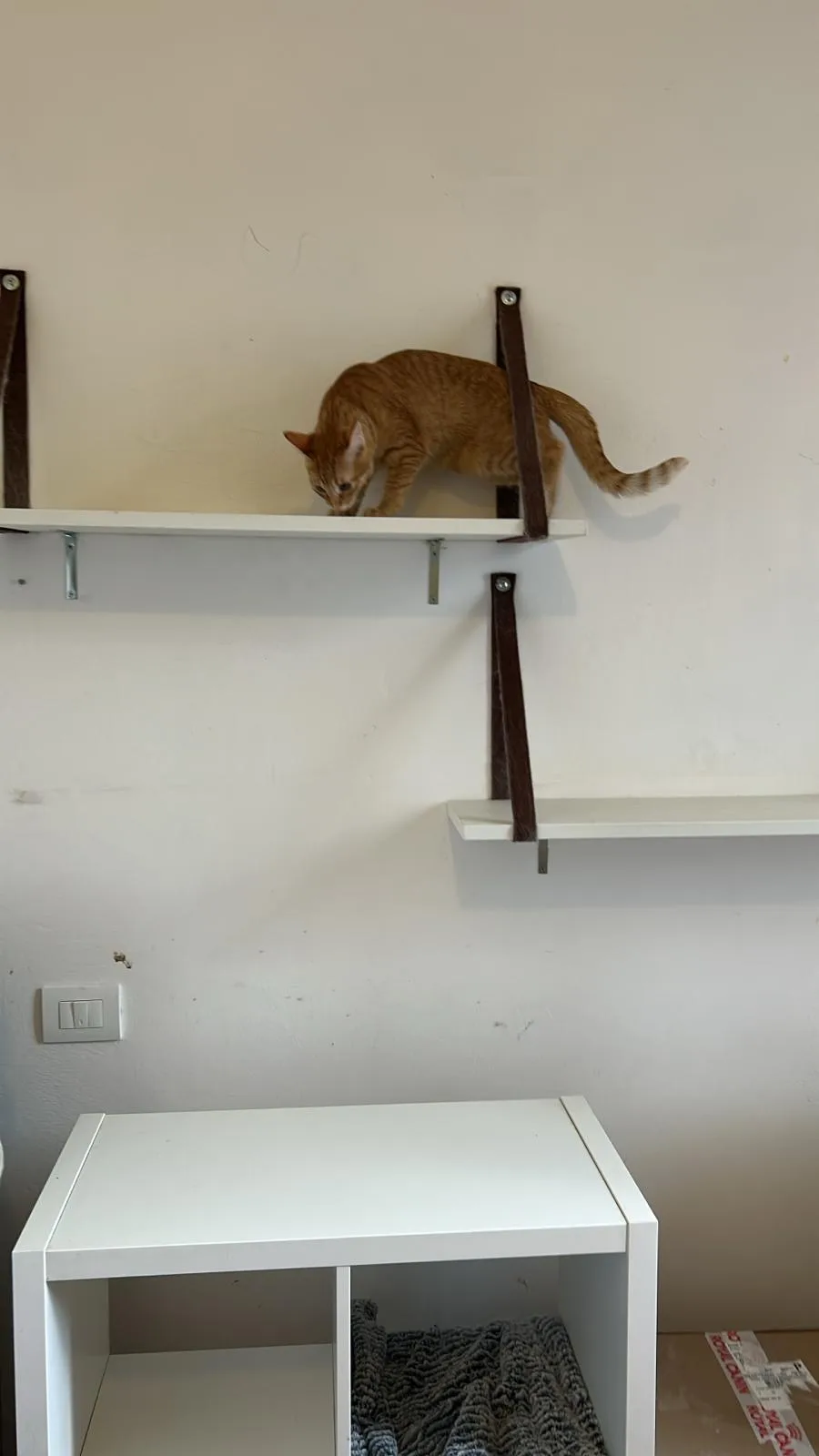 Purrfect House - South Tyrol pet otel görseli 2
