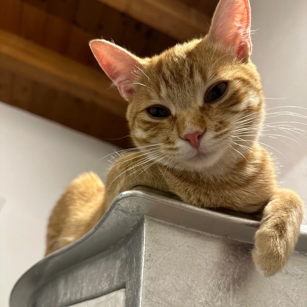 Purrfect House - South Tyrol pet otel görseli 4