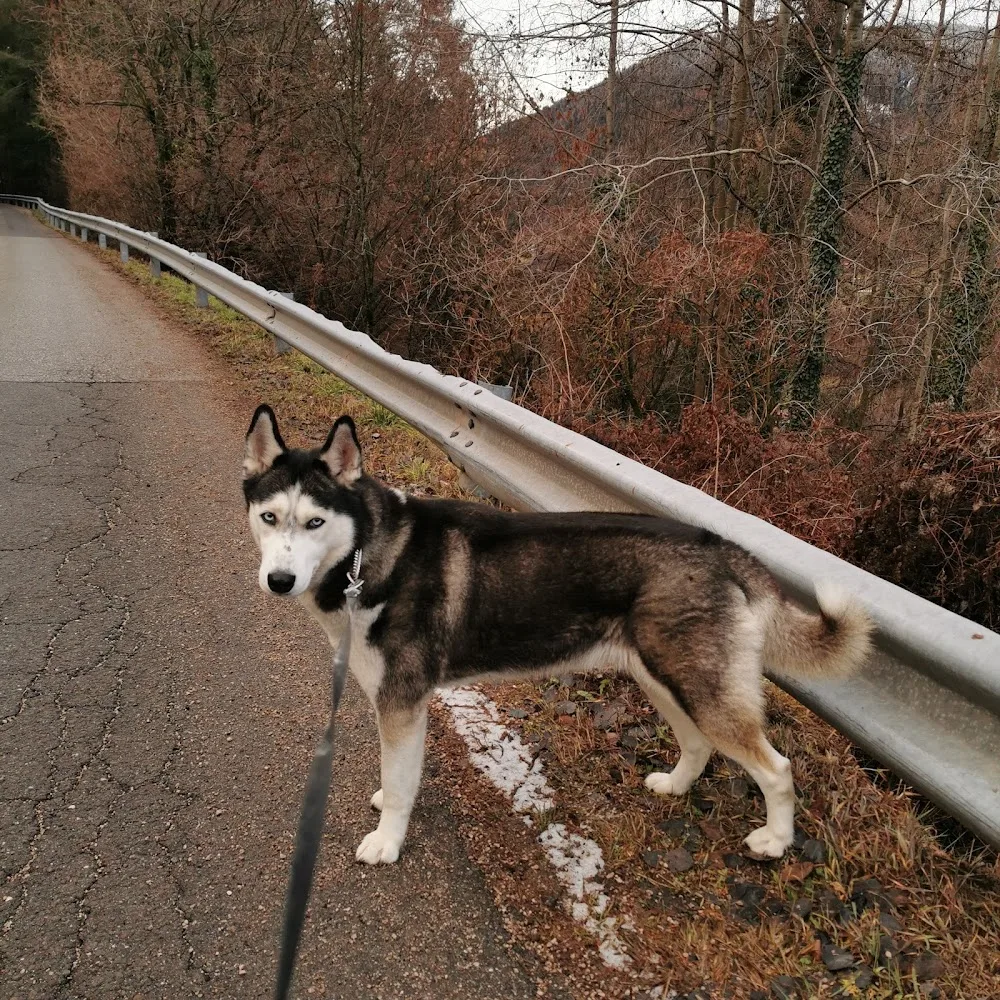 Tierpension Kohlerhof - South Tyrol pet otel görseli 3