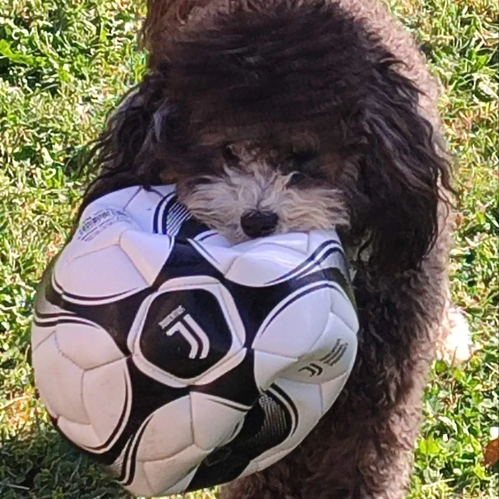 Veronika Nicolussi Castellan Educatrice Istruttrice Cinofila ENCI FISC GENTLE TEAM Dog sitter Pensione per cani Val di Fassa - South Tyrol pet otel görseli 5
